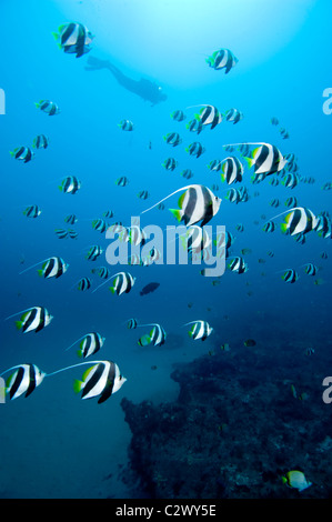 L'école petit bannerfish ou fanion médiocre, Heniochus diphreutes et scuba diver, la baie de Sodwana, Afrique du Sud Banque D'Images