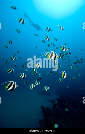 L'école petit bannerfish ou fanion médiocre, Heniochus diphreutes et scuba diver, la baie de Sodwana, Afrique du Sud Banque D'Images