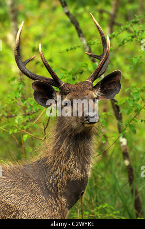 Cerf Rusa Sambar juvénile (unicolor) Banque D'Images