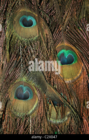 Les yeux sur une queue du paon plumes Banque D'Images
