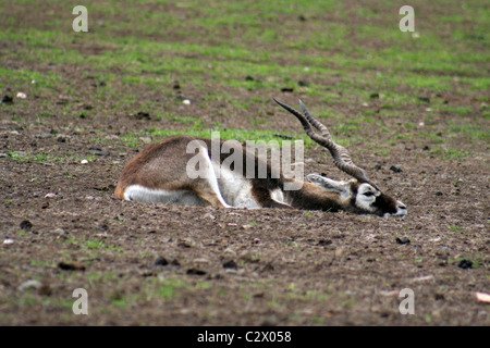 (Antilope cervicapra blackbuck femelle). Prise à West Midlands Safari Park, Angleterre, Royaume-Uni Banque D'Images