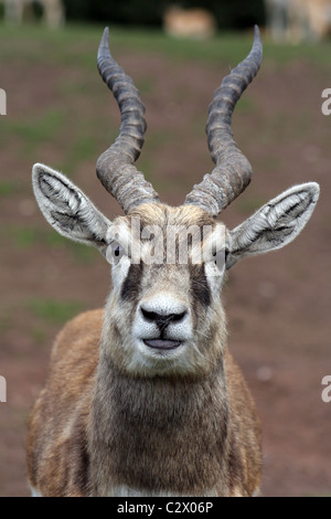 (Antilope cervicapra blackbuck mâle). Prise à West Midlands Safari Park, Angleterre, Royaume-Uni Banque D'Images