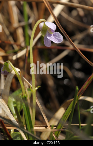 Violette Viola palustris Marsh, Banque D'Images