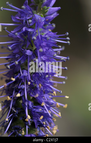 Véronique, Veronica spicata dopés Banque D'Images