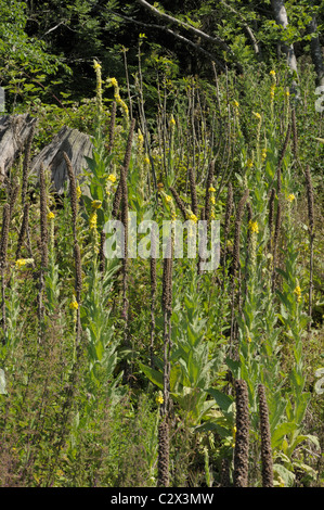 Grande molène, Verbascum thapsus Banque D'Images