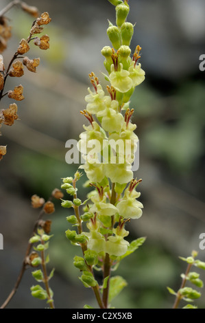 Teucrium scorodonia Germandrée, Banque D'Images