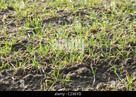 Blé de printemps jeune pousse dans le domaine Banque D'Images