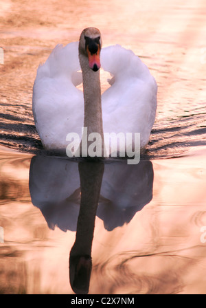 Seul Cygne muet sur une tranquille rivière Avon dans le Warwickshire au coucher du soleil Banque D'Images