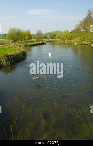 Test de la rivière Longstock Hampshire UK Banque D'Images