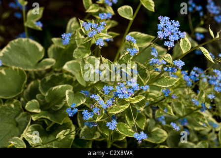 Brunnera macrophylla Hadspen Cream Banque D'Images