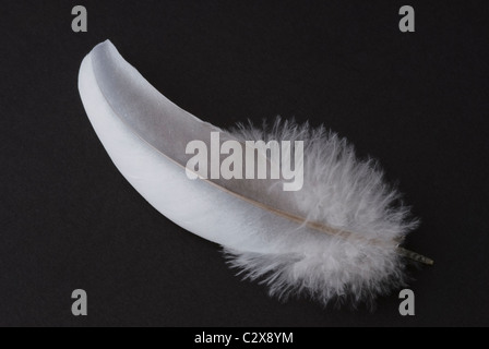 Plume sur fond noir. Banque D'Images