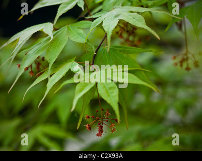 Acer palmatum 'Osakazuki' - érable japonais Banque D'Images