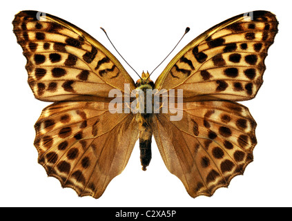 Des macro-lavé fritillary (Argynnis paphia papillon) isolé sur fond blanc Banque D'Images