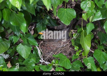 Blackbird femelle (Turdus merula) assis dans son nid Banque D'Images