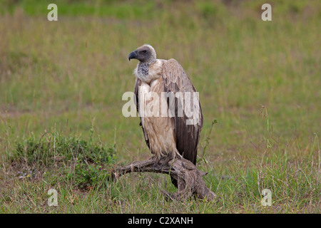 Vautour blanc perché sur une branche de la réserve Masai Mara Kenya Banque D'Images