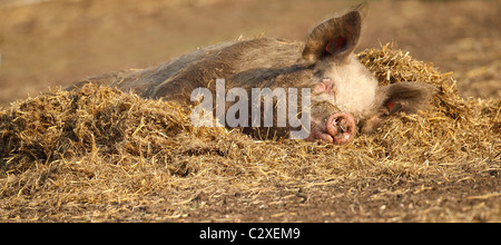 Tamworth Sow dormir dans le soleil Banque D'Images