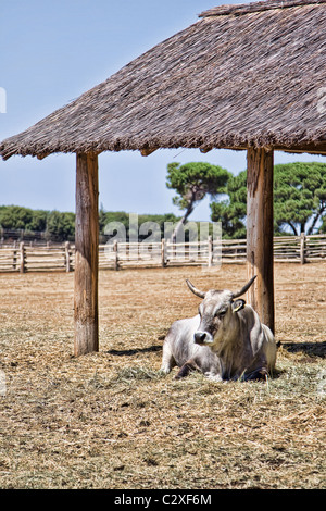 Vache dans un pâturage clôturé sur un jour d'été ensoleillé Banque D'Images