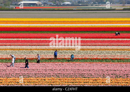De travail des travailleurs agricoles, le désherbage à la main, dans les champs de tulipes hollandais près de Lisse, le néerlandais et l'ampoule dune région, la Hollande, les Pays-Bas. Banque D'Images