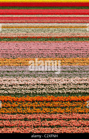Dutch champs de tulipes en pleine floraison à côté du jardin de Keukenhof à Lisse, en Hollande, aux Pays-Bas. Banque D'Images