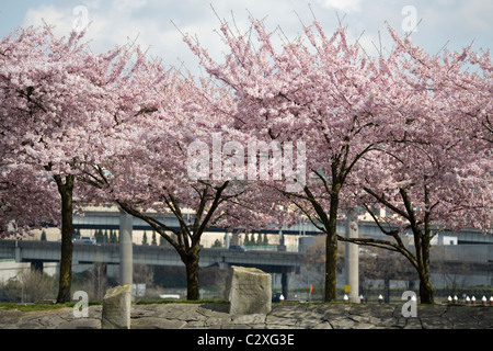 Fleurs de printemps le long du front de mer de Portland, Oregon, USA Banque D'Images