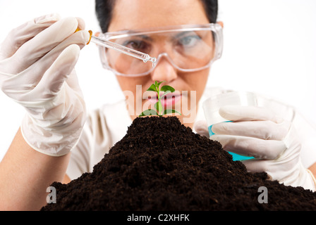 Close up of agricultural scientist pouring liquid sur une usine travaillant en laboratoire, selective focus on plant Banque D'Images