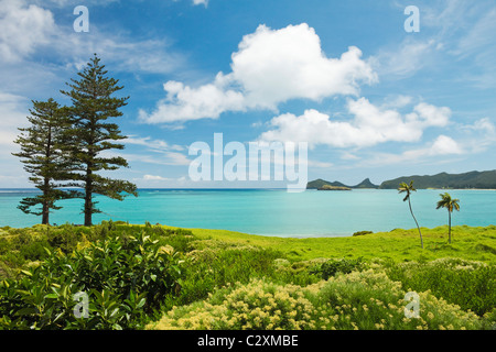 La Norfolk Island pines & palms Kentia (aussi connu pour la vente d'outre-mer) et sur le lagon au Patrimoine Mondial de l'île Lord Howe, de l'Australie Banque D'Images