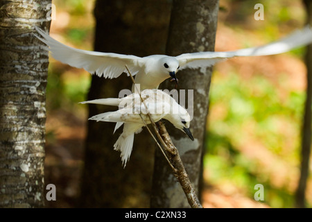 Sterne Gygis blanche (alba) planant avec des poissons pour son seul jeune au Patrimoine de l'île Lord Howe, New South Wales, Australie Banque D'Images