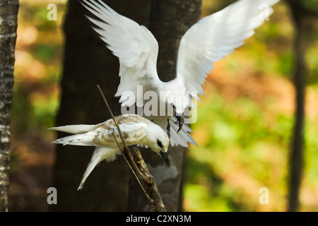 Sterne Gygis blanche (alba) planant avec des poissons pour son seul jeune au Patrimoine de l'île Lord Howe, New South Wales, Australie Banque D'Images