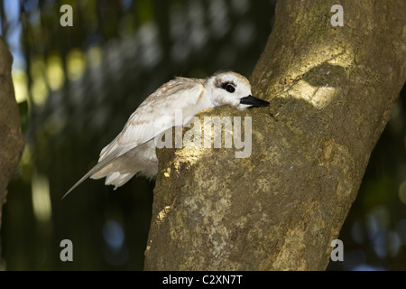 Big White Tern (Gygis alba) chick de seul oeuf en équilibre sur une branche dans le Norfolk Island Pines ; l'île Lord Howe, de l'Australie Banque D'Images