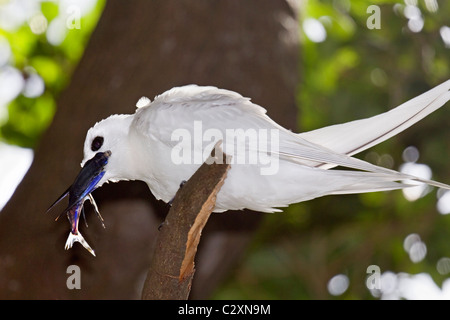 Sterne Gygis alba (blanc) avec des poissons un seul de ses oisillons dans les Norfolk Island Pines ; Lord Howe Island, New South Wales, Australie Banque D'Images