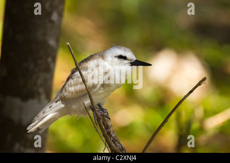 Big White Tern (Gygis alba) chick de seul oeuf en équilibre sur une branche dans le Norfolk Island Pines ; l'île Lord Howe, de l'Australie Banque D'Images