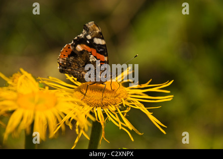 Colorful papillon sur fleur jaune dans la nature,l'accent sur butterfly Banque D'Images