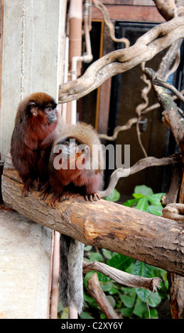 Singe, monkies, zoo, primate, singe, animal, sauvage, primeape Banque D'Images