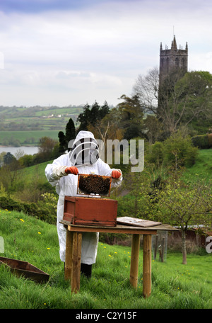 Un apiculteur s'occupe de sa ruche dans le Somerset Village de Blagdon UK Banque D'Images