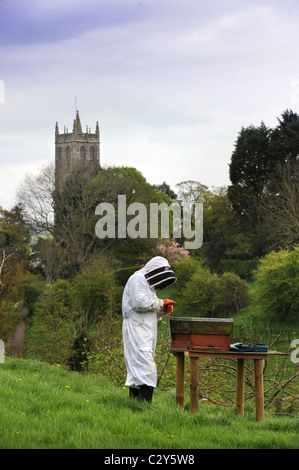 Un apiculteur s'occupe de sa ruche dans le Somerset Village de Blagdon UK Banque D'Images