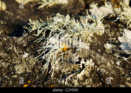 Lichen sur les roches à Luskentyre sur l'île de Harris Banque D'Images