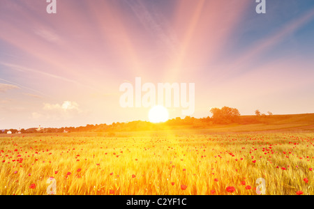 Champ de blé avec des fleurs de pavot au coucher du soleil, dans les rayons du soleil d'or. Banque D'Images