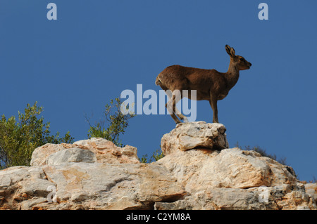 Klipspringer debout sur un rocher contre le ciel bleu, de la faune, Sanbona, Afrique du Sud Banque D'Images