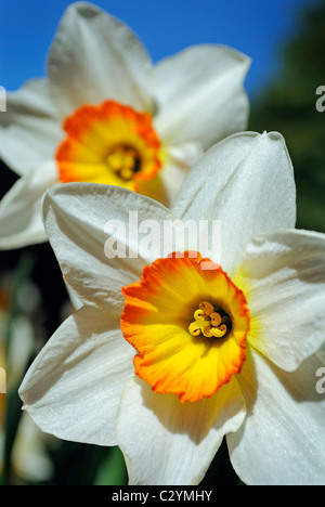 Narcissus pseudonarcissus jonquille ou à tous les autres. Pris sur un remblai ensoleillé au printemps. Banque D'Images