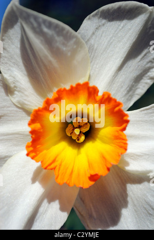 Narcissus pseudonarcissus jonquille ou à tous les autres. Pris sur un remblai ensoleillé au printemps. Banque D'Images