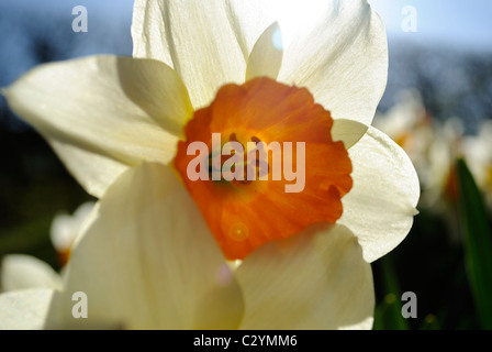 Narcissus pseudonarcissus jonquille ou à tous les autres. Pris sur un remblai ensoleillé au printemps. Banque D'Images