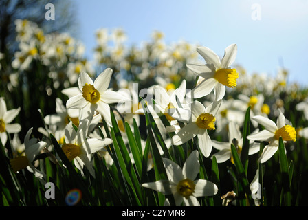 Narcissus pseudonarcissus jonquille ou à tous les autres. Pris sur un remblai ensoleillé au printemps. Banque D'Images