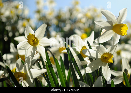 Narcissus pseudonarcissus jonquille ou à tous les autres. Pris sur un remblai ensoleillé au printemps. Banque D'Images