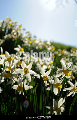 Narcissus pseudonarcissus jonquille ou à tous les autres. Pris sur un remblai ensoleillé au printemps. Banque D'Images