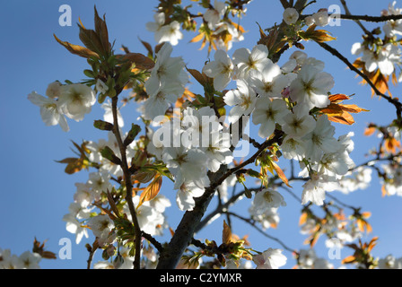 Close up de fleurs de cerisier sauvage. Banque D'Images