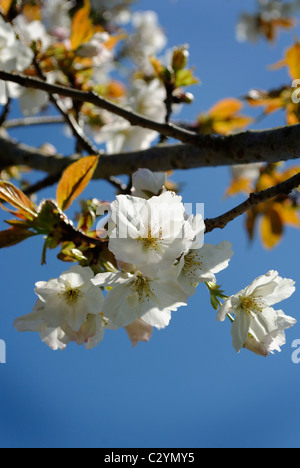 Close up de fleurs de cerisier sauvage. Banque D'Images