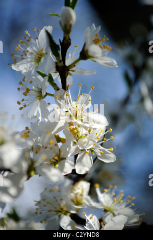 Direction générale de l'isolé avec fleurs de cerisier sauvage en fleur. Banque D'Images