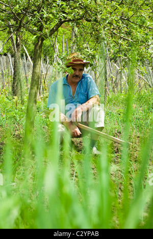 Paysan senior s'asseoir à l'ombre d'un arbre , maintenir une houe et faire une pause de creuser sa terre avec l'oignon vert printemps,herbes Banque D'Images