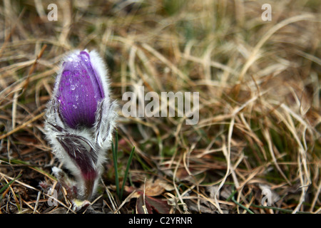 L'herbe à l'automne fleurs de mauve Banque D'Images