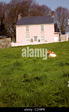 Maison Rose vache Guernsey Channel Islands Guernesey sur le terrain Banque D'Images